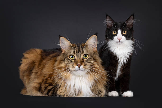 istock Maine Coon cat on black background 2209000183
