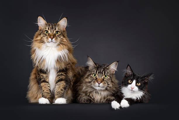 istock Maine Coon cat on black background 2209000270