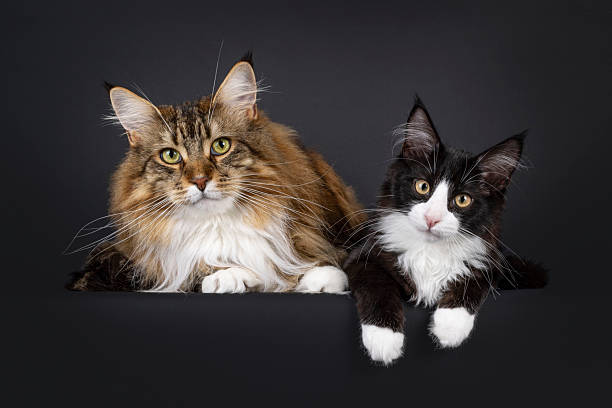 istock Maine Coon cat on black background 2209000279