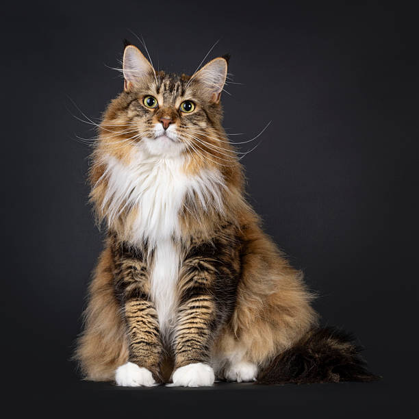 istock Maine Coon cat on black background 2209000285