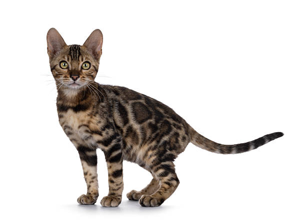 istock Bengal cat kitten on white background 2209000479