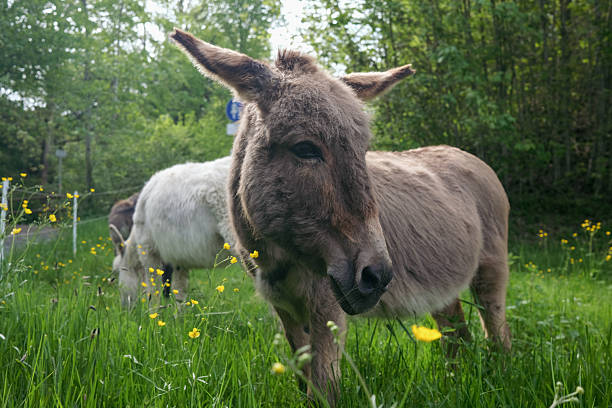 Donkeys Grazing in a Meadow with Yellow Flowers