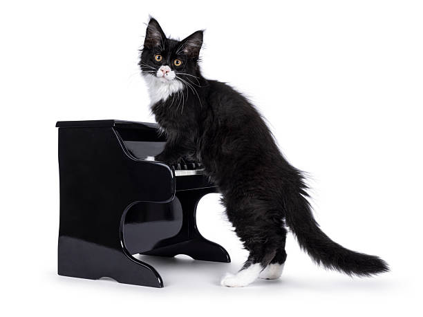istock Cat with piano on white background 2209001540