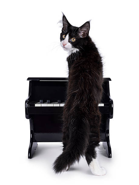 istock Cat with piano on white background 2209001553
