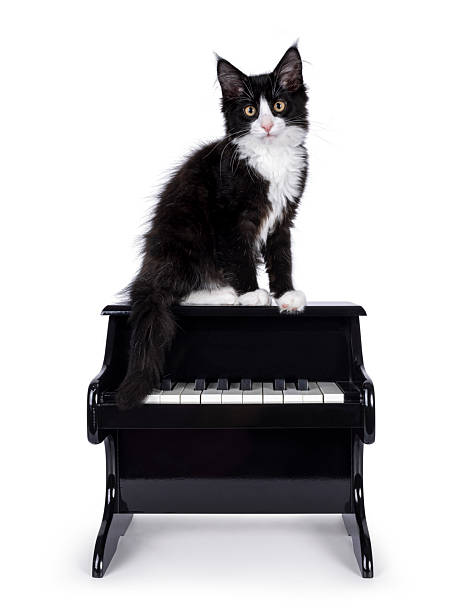 istock Cat with piano on white background 2209001588