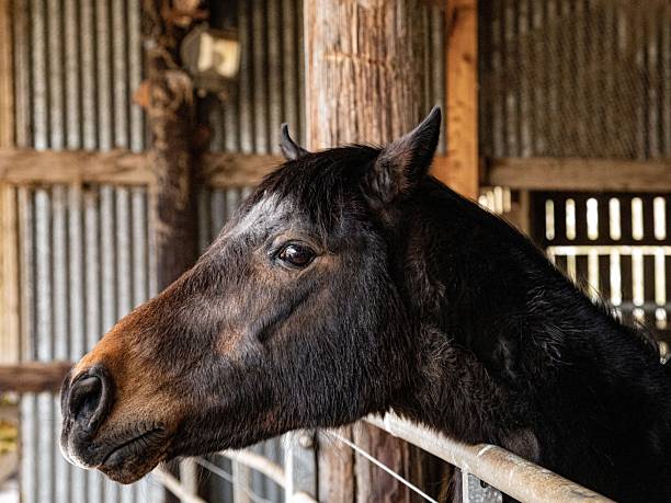 istock Pony: Mule Crossed With Horse. 2209001600