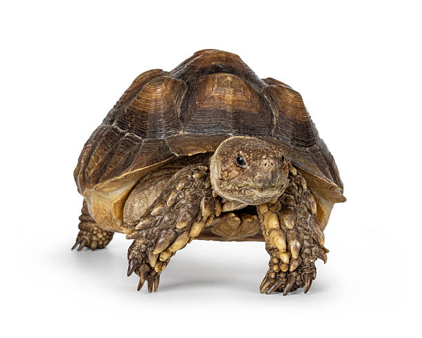 istock Sulcata Tortoise on white 2209002274