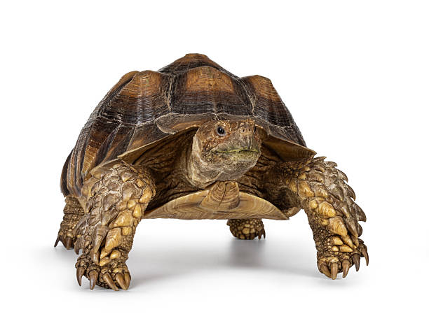 istock Sulcata Tortoise on white 2209002316