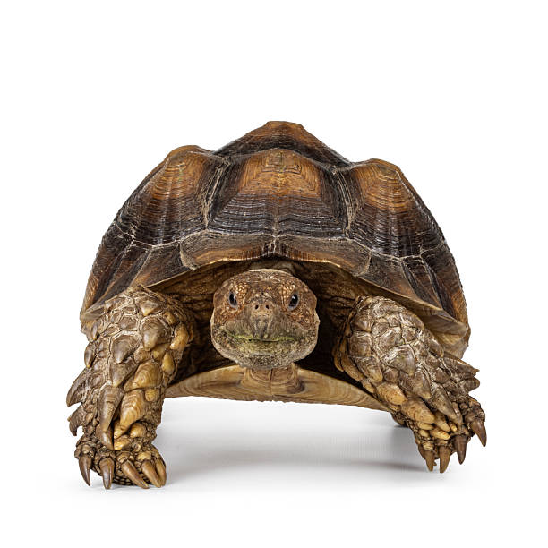 istock Sulcata Tortoise on white 2209002354