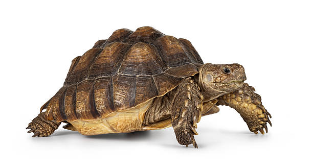 istock Sulcata Tortoise on white 2209002370