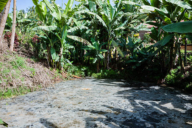 Kiharu Muranga central province Kenya East Africa Landscapes Field Meadows Coffee Beans Green Field Plants Vegetation factory industry processing farm farming area