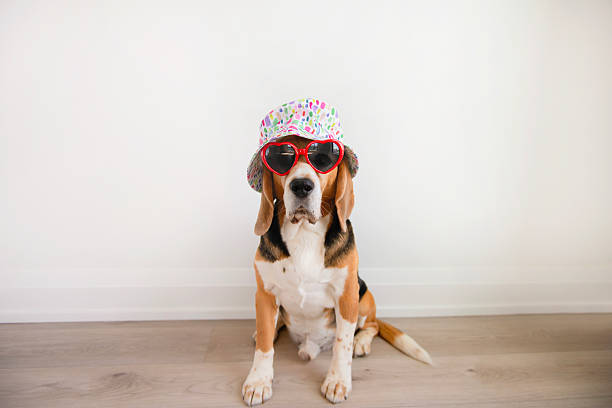 beagle dog wearing heart shaped sunglasses and hat