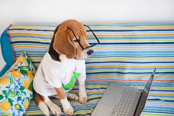 funny beagle dog in glasses watching laptop on the couch