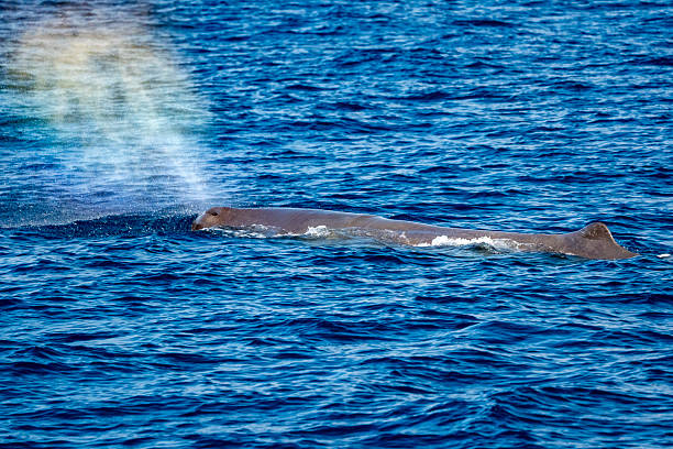 istock Physeter macrocephalus spermwhale in mediterranean sea 2209004769