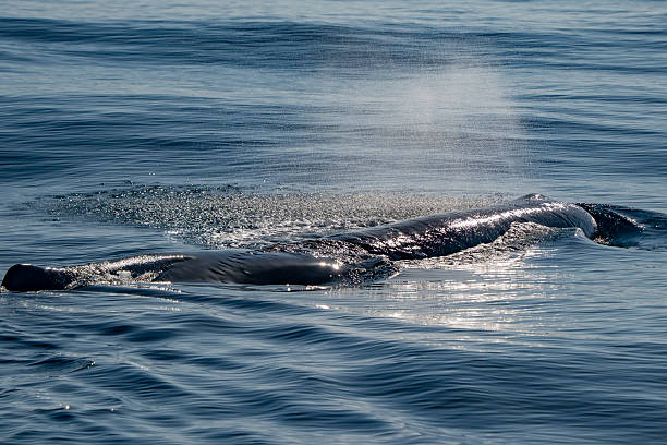 istock Physeter macrocephalus spermwhale in mediterranean sea 2209004794