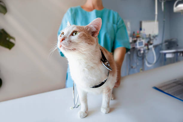 Cute domestic curious cat with stethoscope at veterinarian hospital. Annual pet medical examination. Copy space