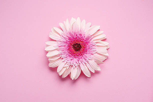 istock Delicate pink gerbera flower heard on a pink background. Top view. 2209005306
