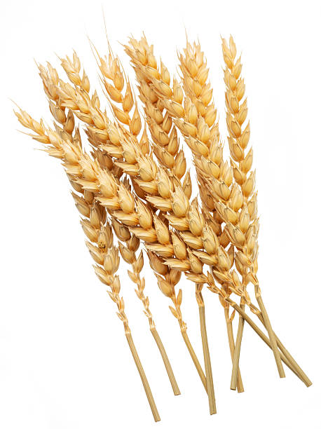 istock Ripe wheat ears isolated on white. File contains clipping paths. 2209005450