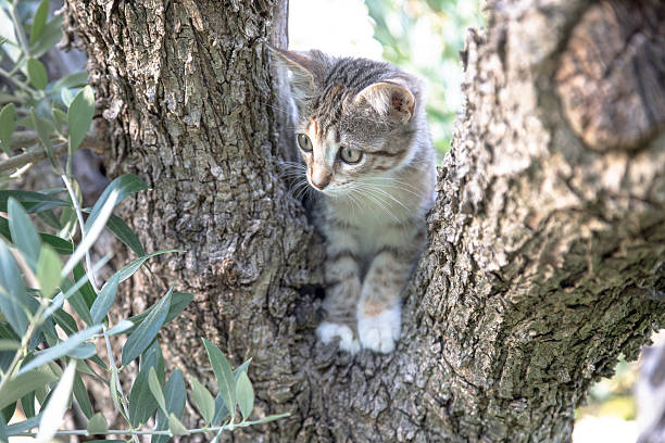 istock A curious tabby kitten peeks through the fork of a tree, its wide eyes filled with wonder as it explores the natural world around it on a sunny summer day. 2209006078