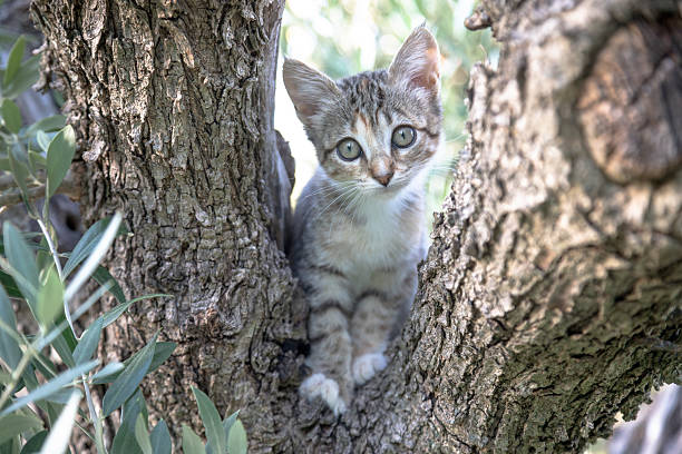 istock A curious tabby kitten peeks through the fork of a tree, its wide eyes filled with wonder as it explores the natural world around it on a sunny summer day. 2209006081