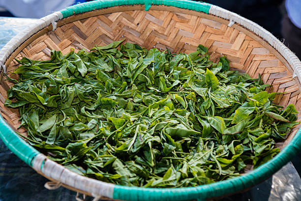 Green tea leaves hand processing them cooking drying them traditionally details texture Kiambu county central province Kenya East africa