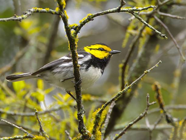 Golden-cheeked warbler perched on a mossy branch in a lush forest setting.