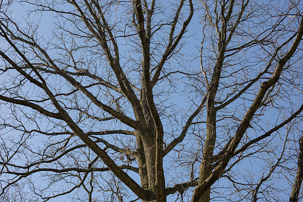 istock Bare tree branches in early spring against blue sky on a sunny day 2209009865