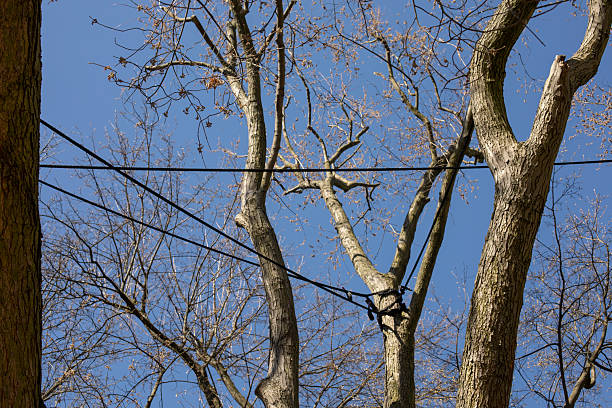istock Tree crown stabilization. Protection of branches and trunks from breakage, preservation of old trees in parks and gardens, safety in parks, care for the environment 2209009871