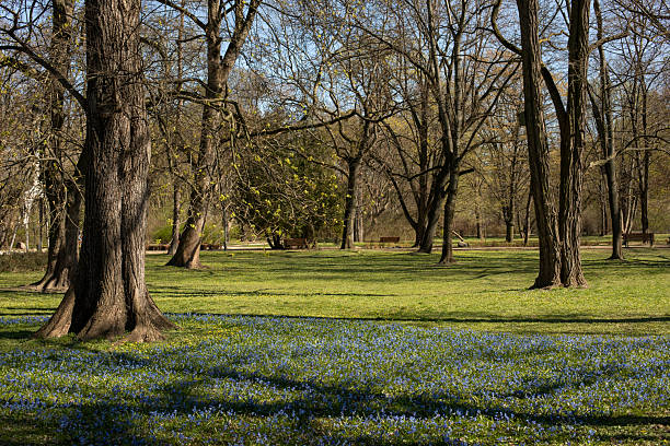 istock Blooming blue spring Siberian squill in the city park 2209010927