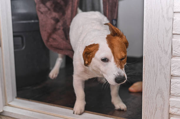 istock After getting out of the bath, the Jack Russell Terrier 2209010968
