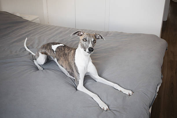 istock Whippet dog relaxing on bed 2209015665