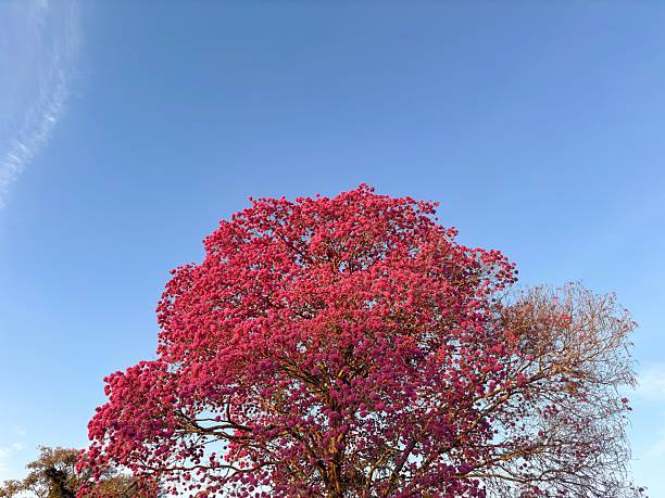A vibrant pink flowering tree against a clear blue sky, capturing the essence of spring in a serene outdoor setting.