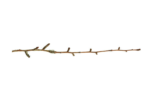 istock Ginkgo Biloba Branch 2209018011