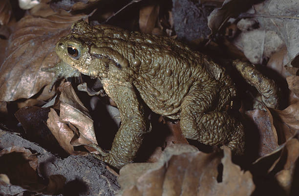 istock closeup of a bufo bufo or male common toads on forest floor 2209018092