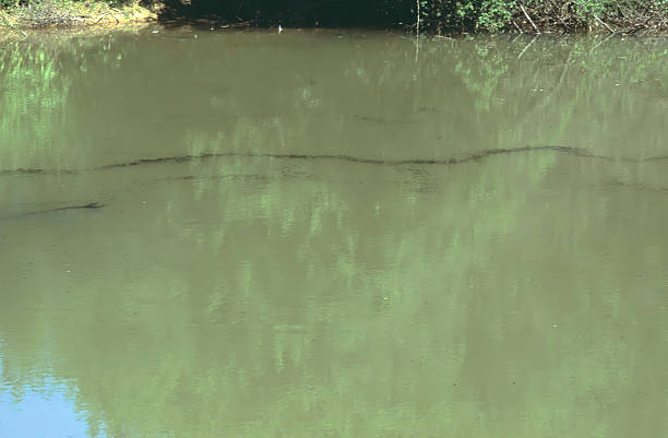Saltwater crocodile