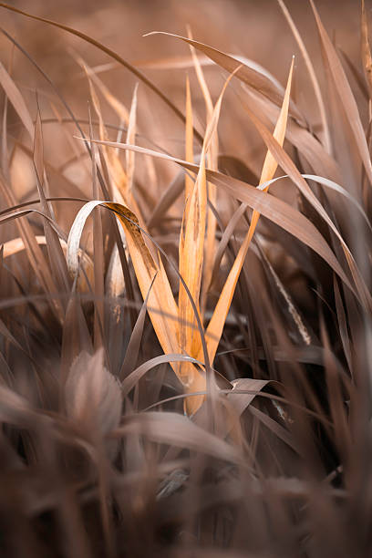 istock Yellowing grass of grass in autumn day. 2209018849