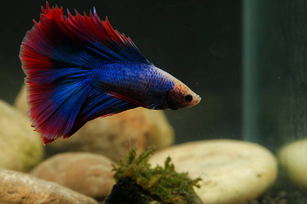 istock Betta, aqua blue and red color. Siamese fighting fish on dark background. 2209018952
