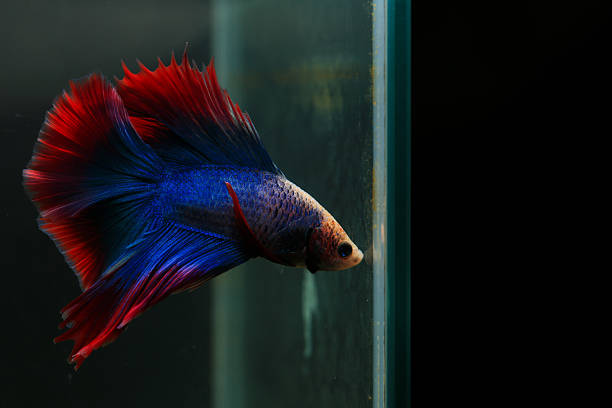 istock Betta, aqua blue and red color. Siamese fighting fish on dark background. 2209021244