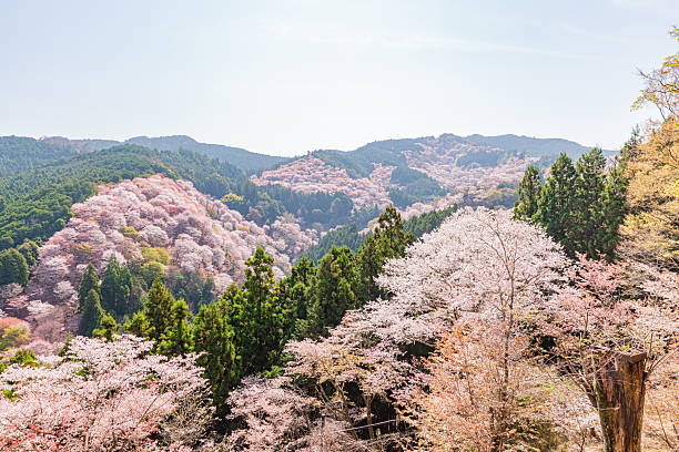 istock Mount Yoshino, Nara Prefecture: Cherry blossoms in full bloom 2209021398