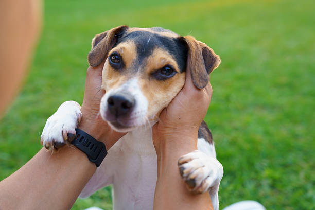 istock Hands holding a cute fox terrier dog's face in the park 2209021935