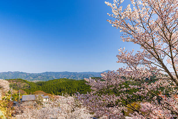 istock Mount Yoshino, Nara Prefecture: Cherry blossoms in full bloom 2209022194
