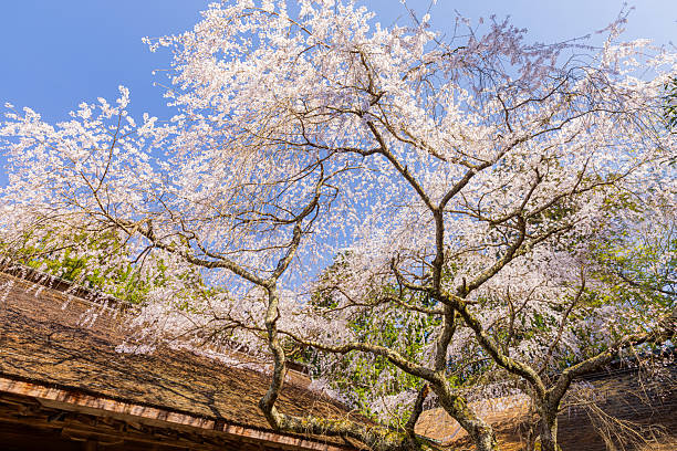 Mount Yoshino, Nara Prefecture: Cherry blossoms in full bloom