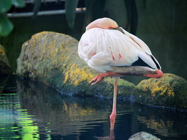 Graceful Flamingo Standing on One Leg, Resting Peacefully Beside Tranquil Water