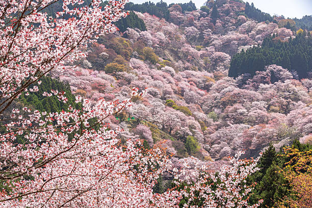 istock Mount Yoshino, Nara Prefecture: Cherry blossoms in full bloom 2209022682