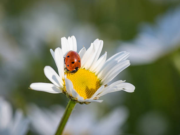 istock seven-spot ladybug perched on the daisy flower 2209022850