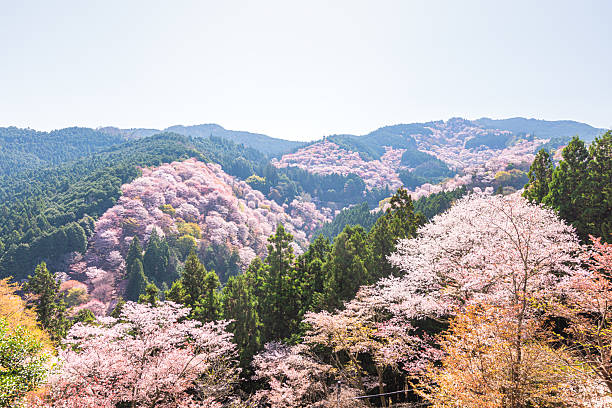 istock Mount Yoshino, Nara Prefecture: Cherry blossoms in full bloom 2209023086