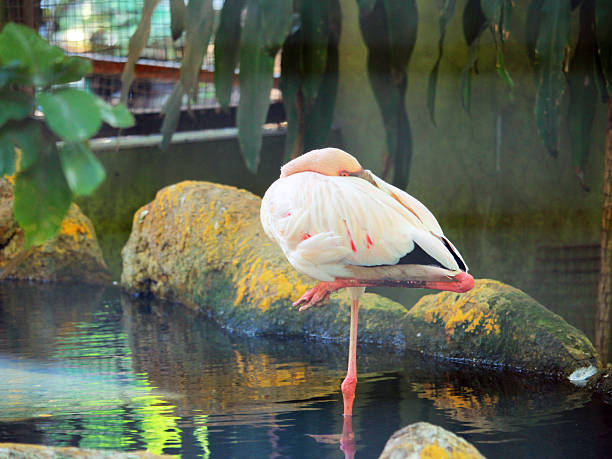 istock Graceful Flamingo Standing on One Leg, Resting Peacefully Beside Tranquil Water 2209023185