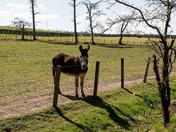 Daffodils & Donkeys.