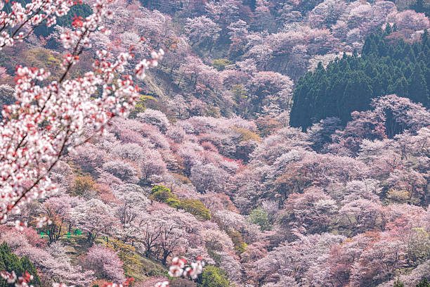 istock Mount Yoshino, Nara Prefecture: Cherry blossoms in full bloom 2209024433