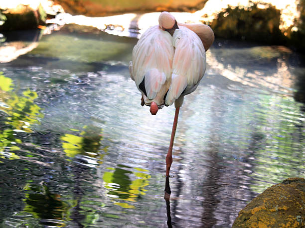 istock Graceful Flamingo Standing on One Leg, Resting Peacefully Beside Tranquil Water 2209024969